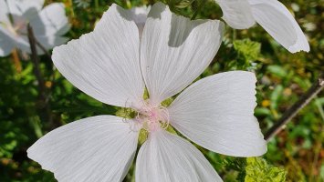 Kiireinen kevät, uuteen kurkottava syksy